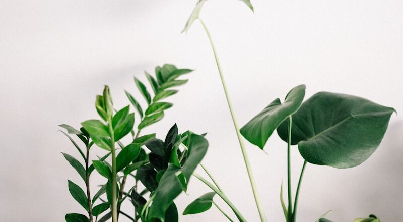 green plant in white pot